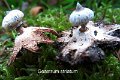 Geastrum striatum-amf821